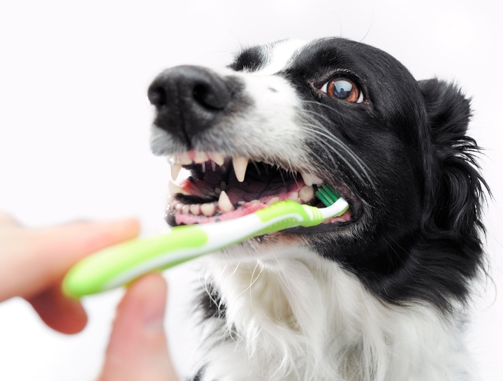 Mulberry Pet Dentists